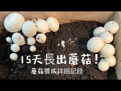 《超詳細》寒冷秋冬15天長出蘑菇秘訣公開Only take 15 days mushroom come out during fall and winter/ White bottom