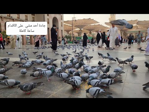 من ساحات المسجد النبوي الشريف إلى ساحة شهداء غزوة أحد مشاهدة جميلة على الطريق 