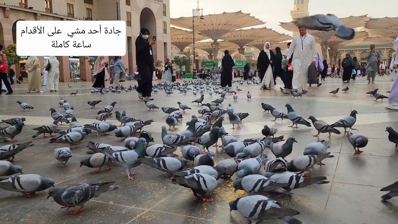 من ساحات المسجد النبوي الشريف إلى ساحة شهداء غزوة أحد مشاهدة جميلة على ...