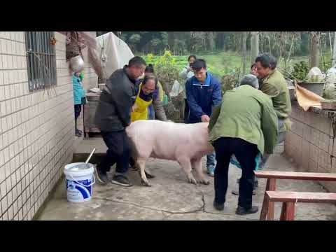 Pig Slaughter - Kill the hog in Chinese New Year