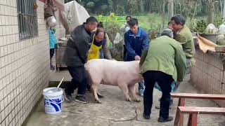 Pig Slaughter - Kill the hog in Chinese New Year