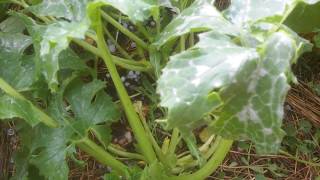 Potager - Létat Des Lieux Après Le Gel Du 13 Et La Grêle Du 30 Juin