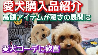 【日常blog】犬服♡購入品紹介と愛犬コーデに歓喜！！【愛犬】【犬服】「高額アイテムが驚きの展開に！！」