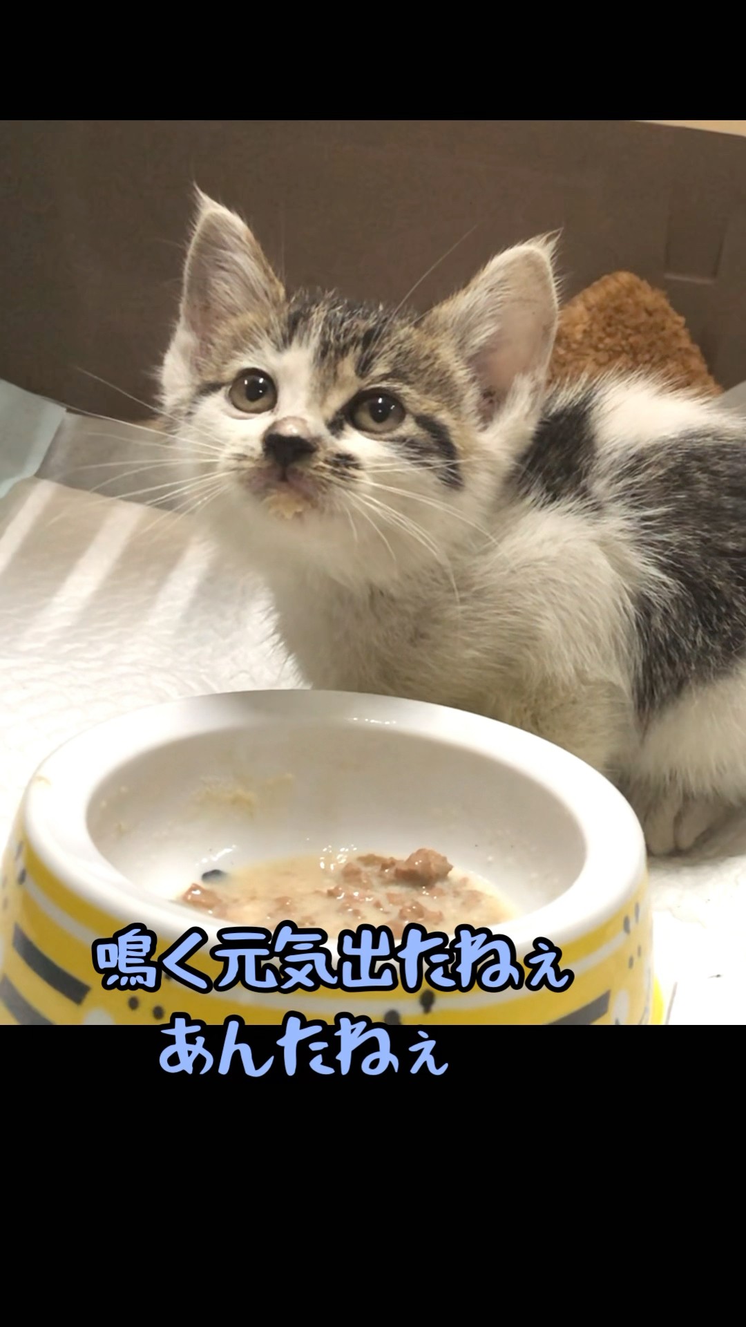 ねこまるけ / Full of cats - YouTube