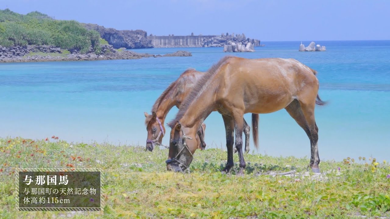 『馬と人　在来馬を巡る８つの物語　与那国編』