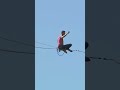 Equilibrista cruza la Alameda sobre una cuerda a 50 metros de altura