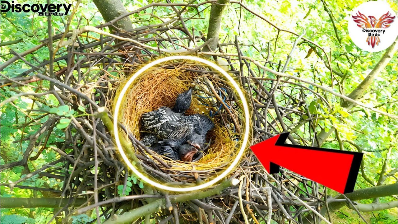 House Crow Nurturing Its Young Beautiful Bond || House Crow baby sleeping 