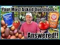 Epsom Salt for Plants and Other Gardening Questions Answered!  Garden Tips and Myths.