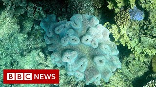 Australia's Great Barrier Reef experiences 'unprecedented' mass coral bleaching event - BBC News