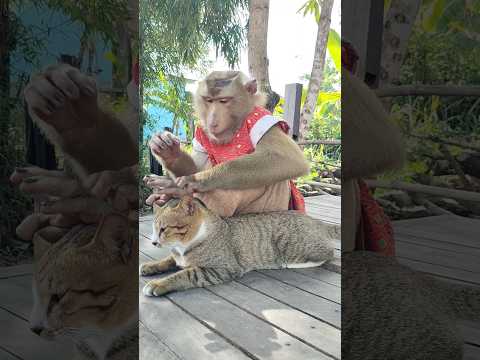 Perfect SokYaa OG ToTo Animals Are So Awesome Shorts