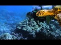 Marine Biology and Organism Success