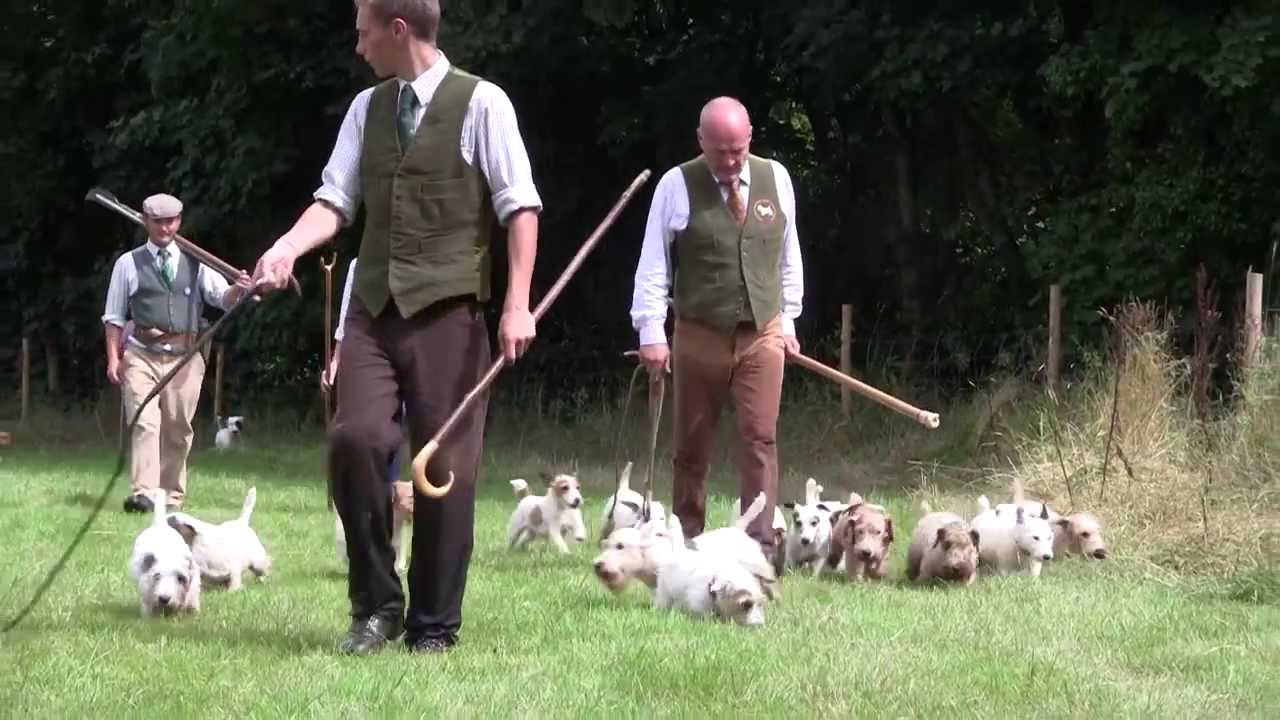 working sealyham terrier