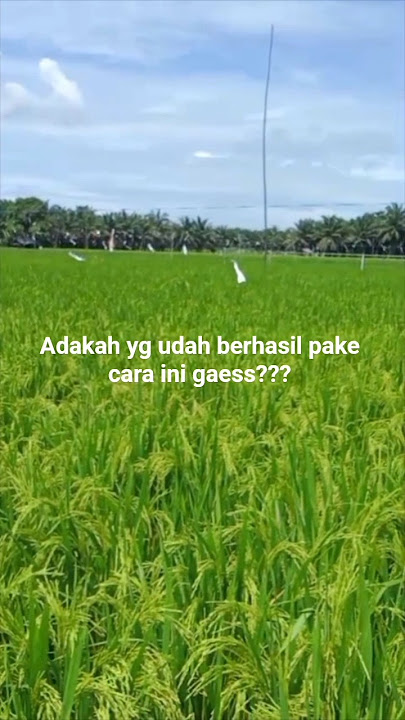 Burung Emprit auto Ngiprit !!! #layangan pengusir burung emprit#