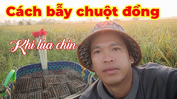 Cách bẫy chuột đường mòn không cần mồi...khi lúa đã chín sắp tới ngày cắt...Tèo ngố TV