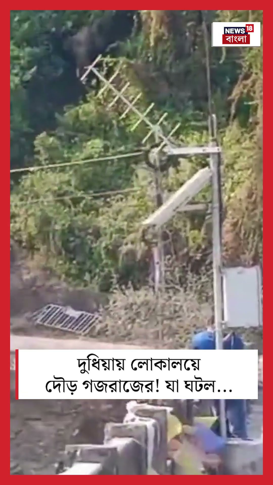 Siliguri র Dudhia য় লোকালয়ে দৌড় গজরাজের! যা ঘটল #shorts