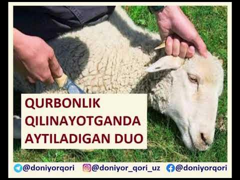 Chiroyli kokrak nipellari fotosurati