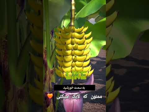 تا حالا به این فکر کردی چرا موزا خمیده ان دانستنی فکت علمی فکت تاریخی