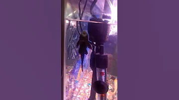 Adding sucker fish in my aquarium 😀