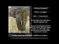 African Elephant and Carolina Parakeet (Hunted to Extinction Part#4)