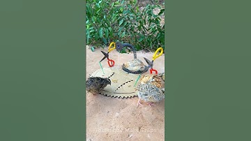Creative DIY Trap Technique - quick bird trap #shorts