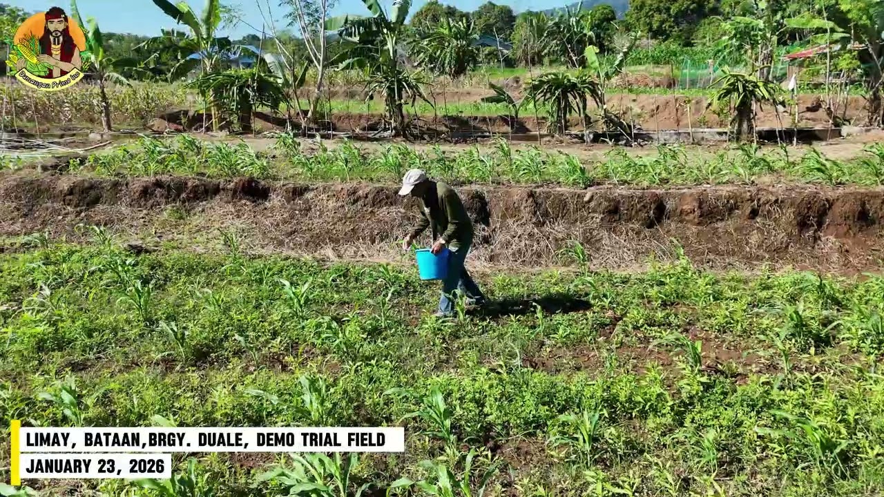 Limay Bataan Corn Demo Trial Second Application of Dumangan Prime Fertilizer (2/2)