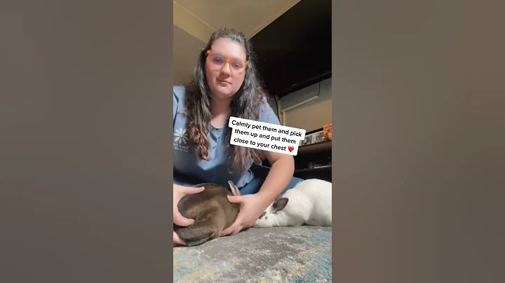 How To Pick Up Your Bunny From The Floor 🐰