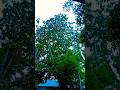 HEAVY RAIN under the Tree Canopy | Deep Sleep, Study, and Relaxation (4K ASMR)