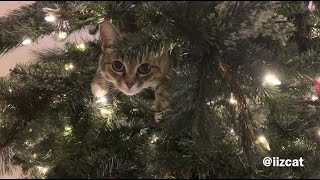 There's a cat in my tree… again