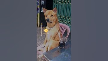 Cậu Vàng Đi Rồi Lão Hạc Ạ 🤣🤣