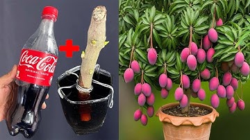 Grow a Fruiting Mango Tree Using Coca-Cola – Crazy but Effective