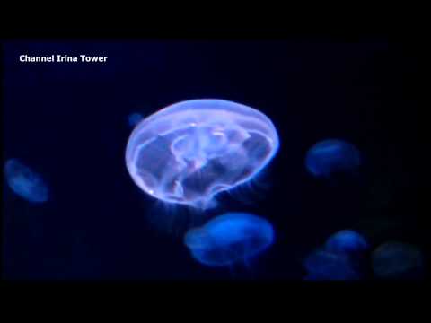 Средиземноморский Аквариум CRETAquarium. Акулы и Медузы.(HD)