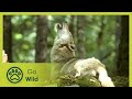 Wild Balkans - The Secrets of Nature