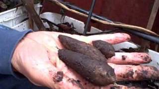 Growing Edible Tubers You Can Eat Raw... Yacon, Jerusalem Artichoke And Chinese Artichoke