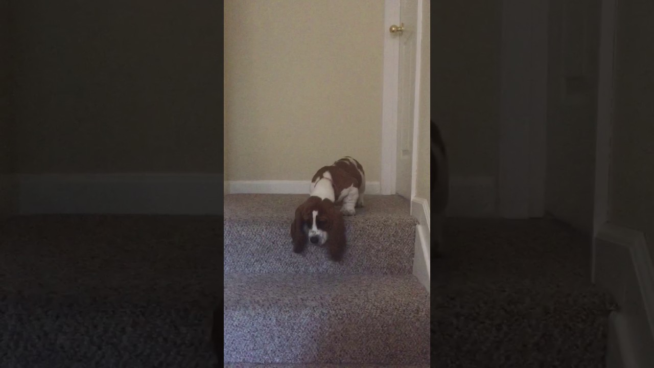 Basset Hound Puppy Scared of Stairs YouTube