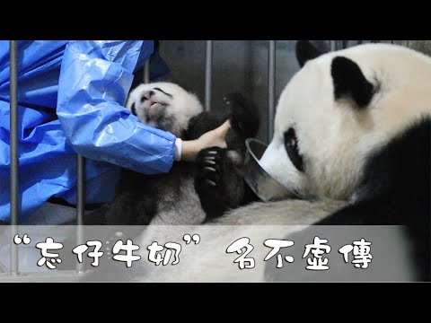《熊貓早晚安》“忘仔牛奶“屢試不爽，媽媽再愛我一次~| iPanda