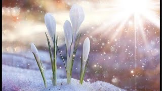 Blossoming of the First Light Imbolc Event
