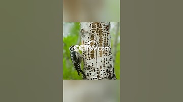 Lucky ruby throated hummingbird