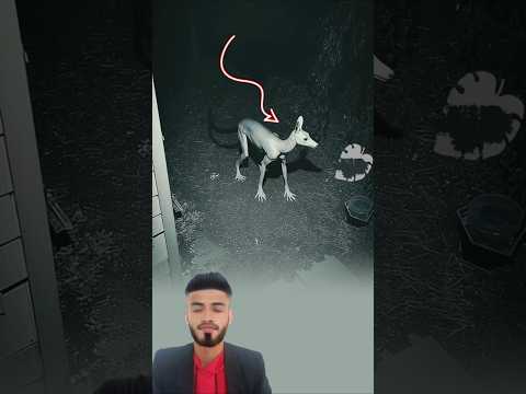 فجأة تبلور في الظل كائن غريب شكله غير مألوف يثير القشعريرة اكسبلور لايك دويتو 