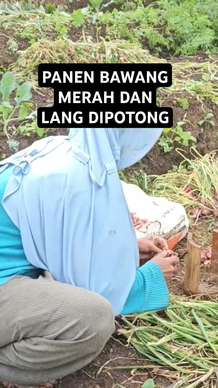 Memotong Memisah Daun Bawang