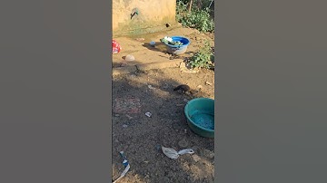 gà chọi nở ra gà rừng hihi 😃.qaib hmoob xya tau qaib qus 😄😂🤣