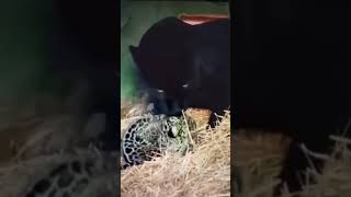 Second Child Always Naughty. ☺️❤️🥰#shorstviral #shorts #cuteanimal