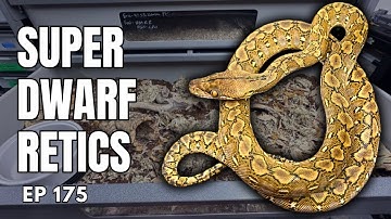 Super Dwarf Reticulated Pythons - Expert Tells All