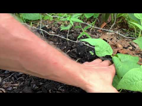 compost,-vermicomposting-&-compost-teas:-tropical-subsistence-gardening-with-wade-bauer