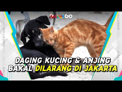 Penjualan Daging Kucing dan Anjing Akan Resmi Dilarang di DKI Jakarta | Onext GO