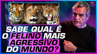 imagem do youtube