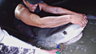 Land Based Shark Fishing In Florida. Mive Tiger Shark