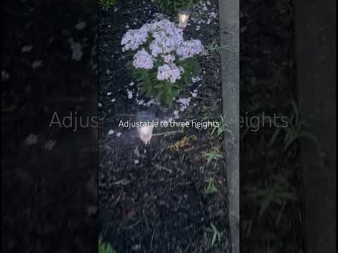 Solar Pathway Lights
