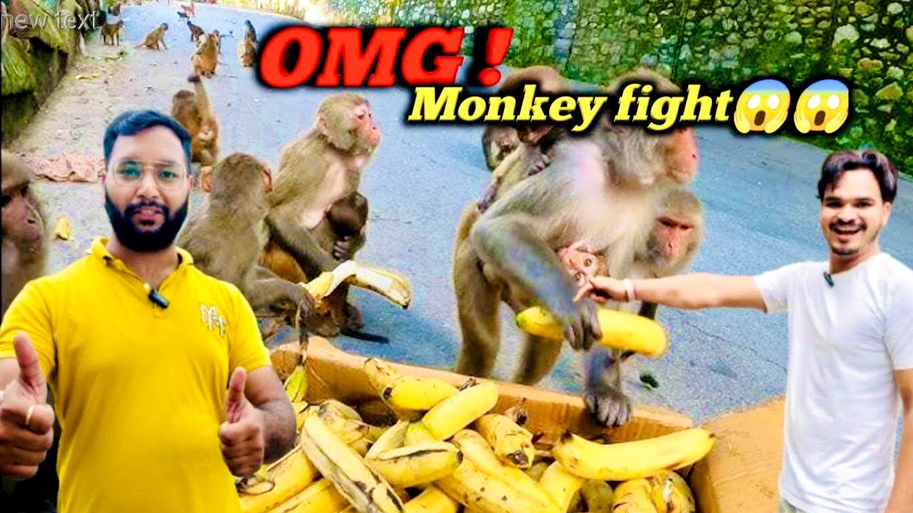 “OMG 😱 Monkeys Fight Over Bananas 🍌 | Must Watch Animal Feeding #monkey #jaishreeram #bajrangbali