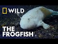 Frogfish: Master of Disguise| Wild, Smart and Deadly | National Geographic Wild