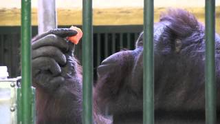 ボルネオオランウータン弟路郎 15歳の誕生日~orangutan
